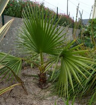 washingtonia filifera - le rescapé