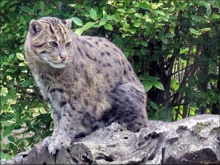 Chat pêcheur du Zoo de Pessac (Gironde)