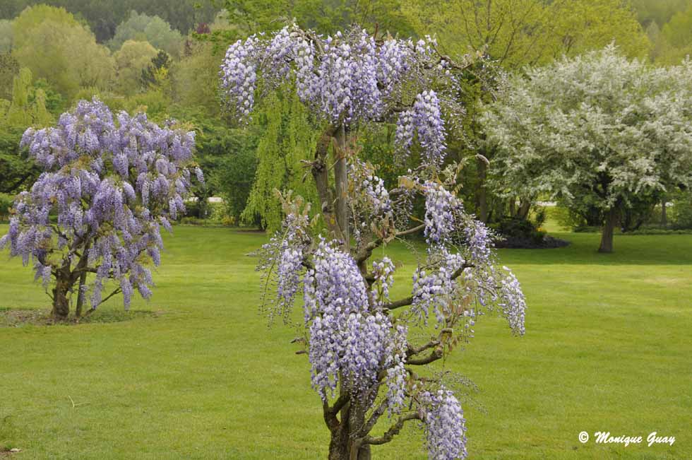 Glycines aux Jardins de Valloires (80)