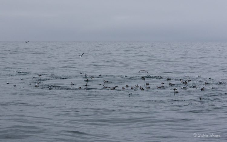 Encore un peu de baleines