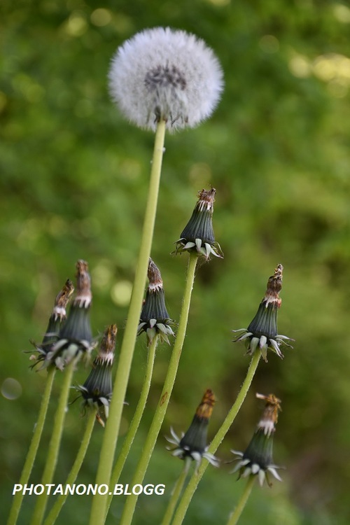 aigrette