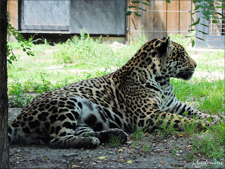 Photo de Jaguar au Zoo de Bordeaux Pessac