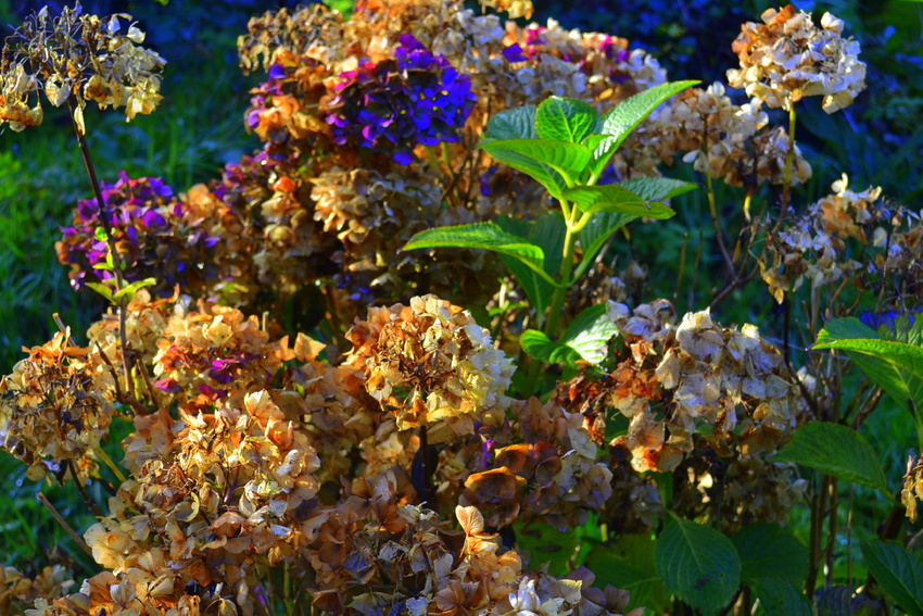  fleurs en   habit  d' hiver 