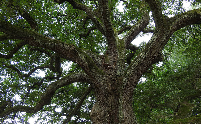 chêne (Quercus spp.), arbre majestueux