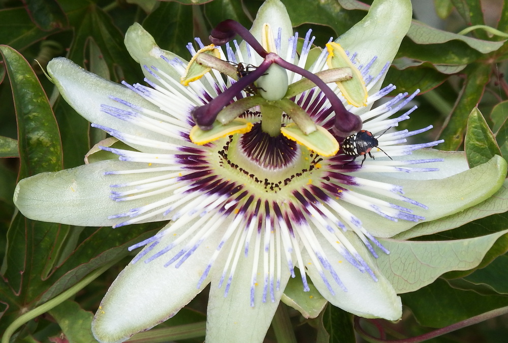 une fleur + bébètes !