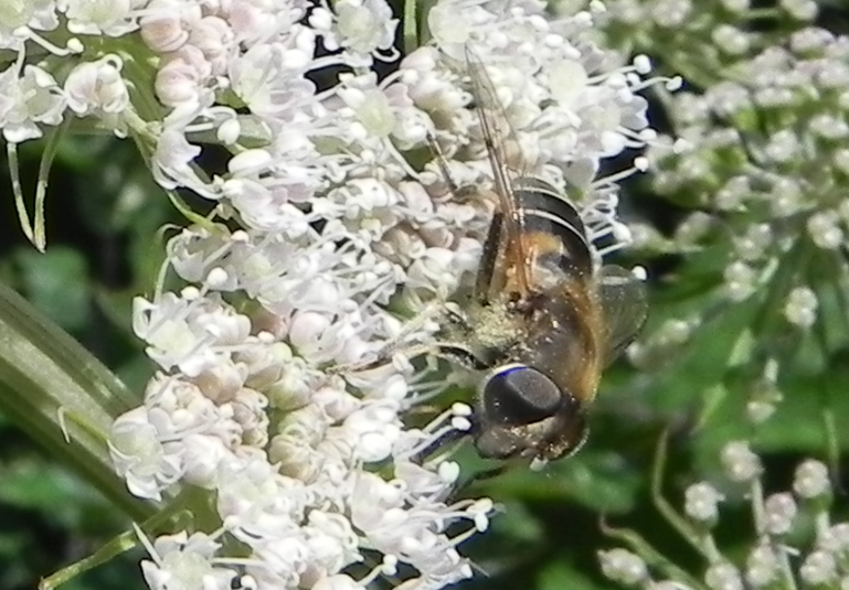 les insectes du jour !