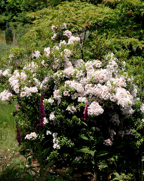 Fleurs cultivées ; Kalmia