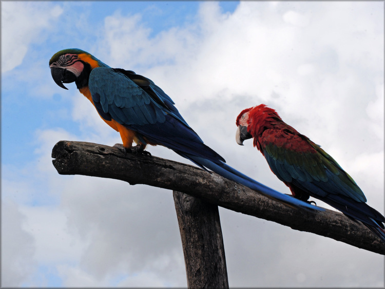 Photo de Ara du Zoo de la Boissière du Doré