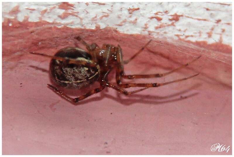 araignée : Steatoda castanea