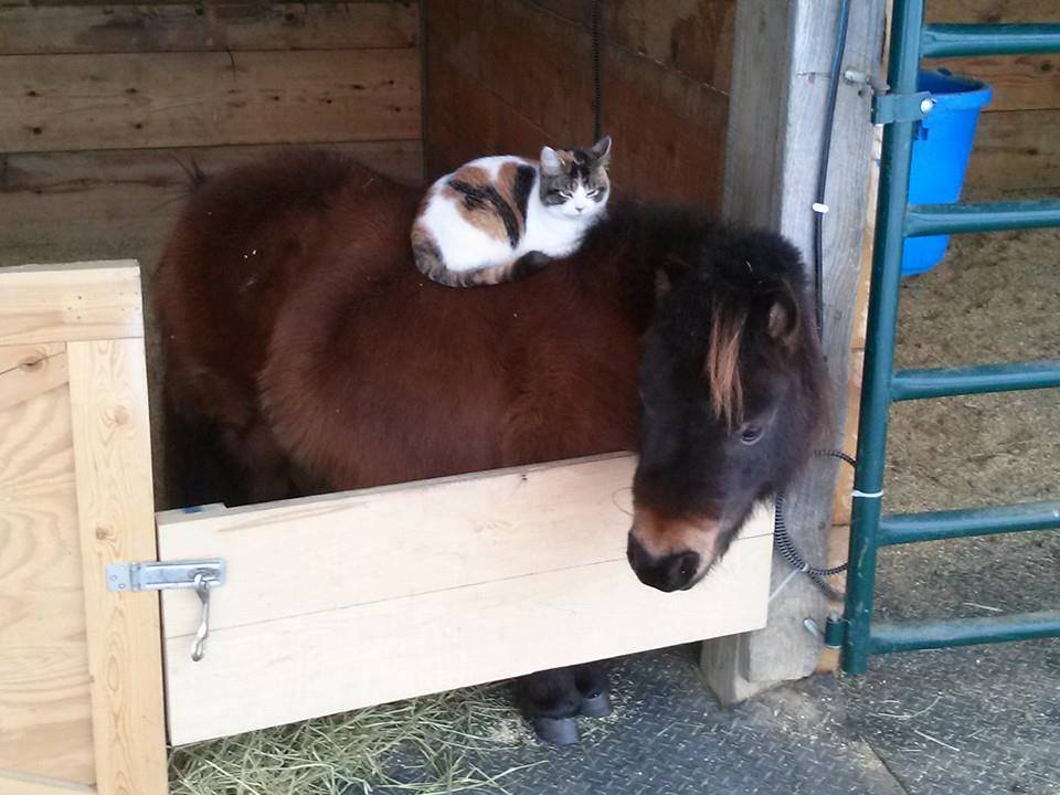 DUOS  CHEVAUX  et  CHATS