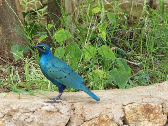 le metallik starling d'Ethiopie