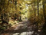 La randonnée du 11 novembre en forêt de Grimbosq