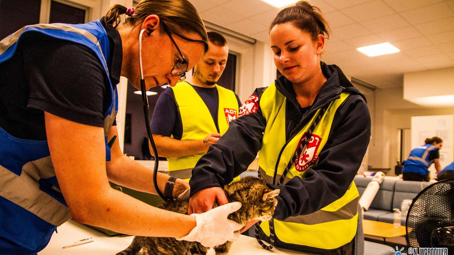 Des vétérinaires urgentistes sont intervenus pour les animaux secourus de la tour Kennedy.