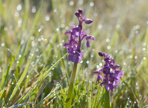 L'Orchis Bouffon