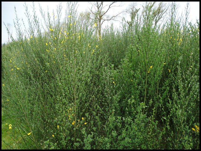 Cytisus scoparius.