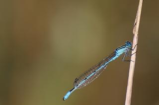 Agrion