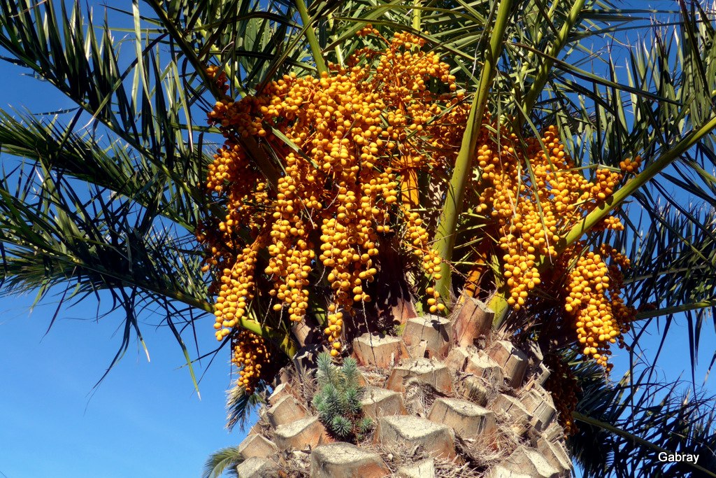 Le palmier et ses fruits ! - gabray 31 en Tolosan