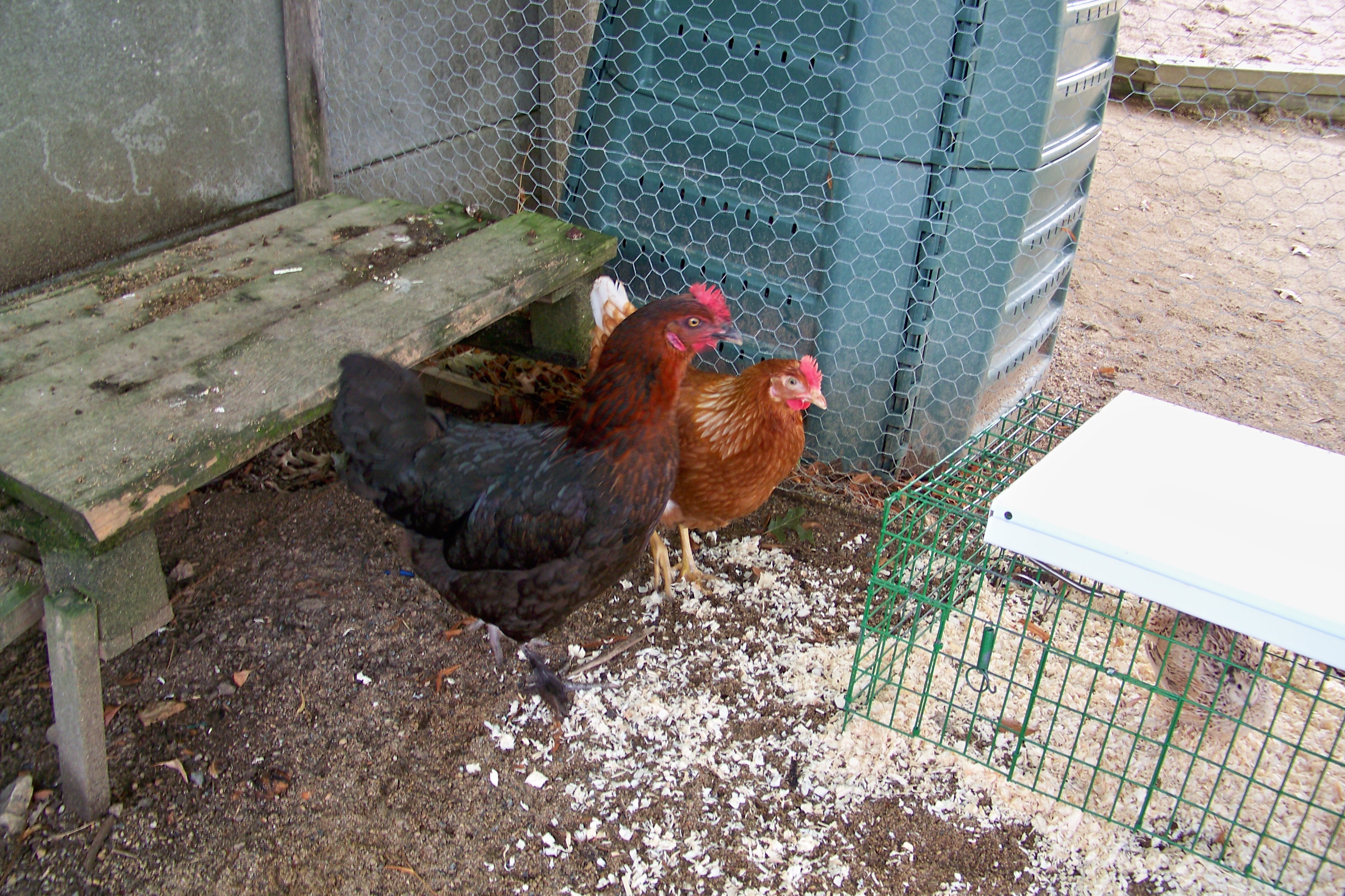 2 poules et 4 cailles - Bienvenue à l'école Arc-en-Ciel - Loublande (79)