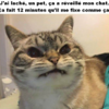 Chat pet