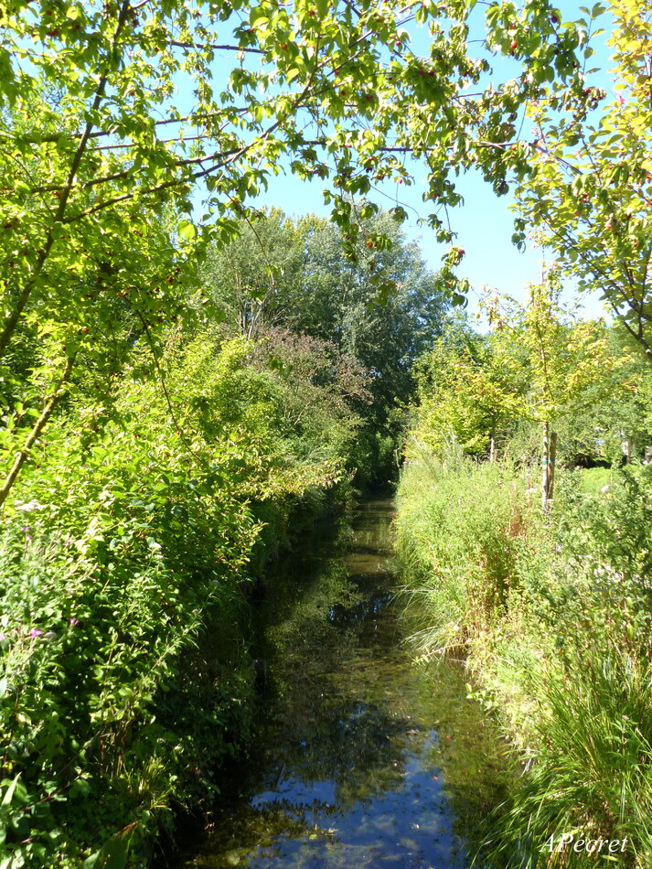 Plongeon dans le vert profond de l'été 