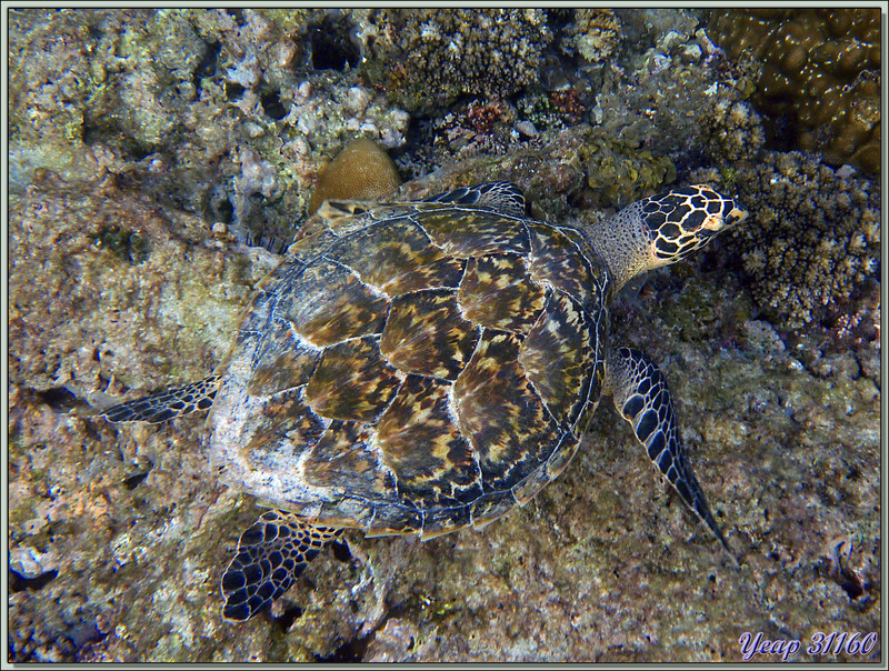 Tortue imbriquée ou à écailles ou caret (Eretmochelys imbricata) - Anse Takamaka - Mahé - Seychelles