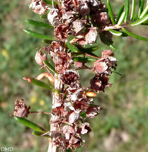 Erica vagans  -  bruyère vagabonde