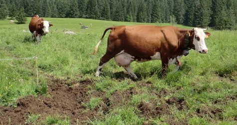 Col d'Ovine, le 04-07-2019, Photos PASCAL