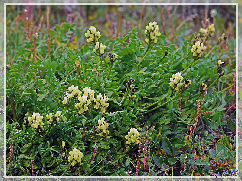 Quelques fleurettes sauvages, au milieu des détritus, égaient un peu les lieux : Oxytrope de Maydell, Maydell's locoweed, Maydell's oxytrope (Oxytropis maydelliana) - Pond Inlet - Baffin Island - Nunavut - Canada