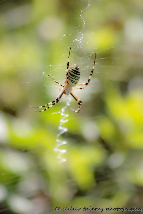 Portrait - Argiope Frelon - Saint-Jean de Chevelu - Savoie