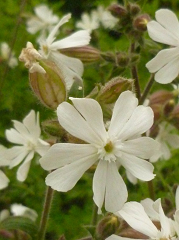 Compagnon blanc fleur