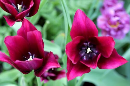 Tulipes 2018 : Merlot