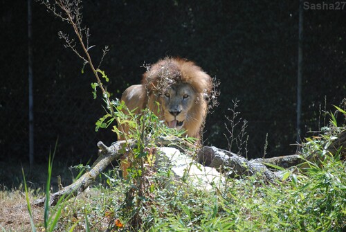 (5) Le lion de l'Atlas.