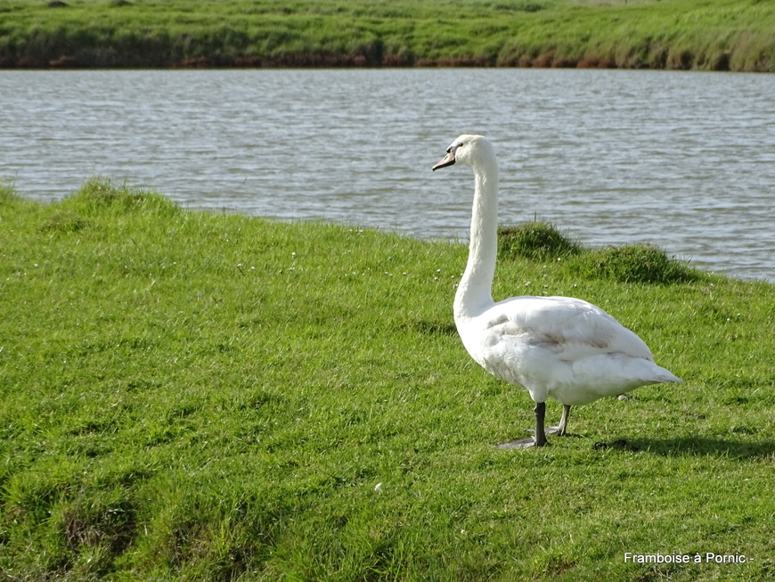 Cygne tuberculé