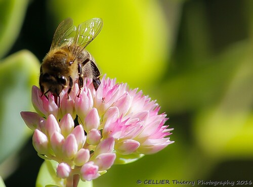 Besoin d'un peu de couleurs - Abeille de septembre 2015