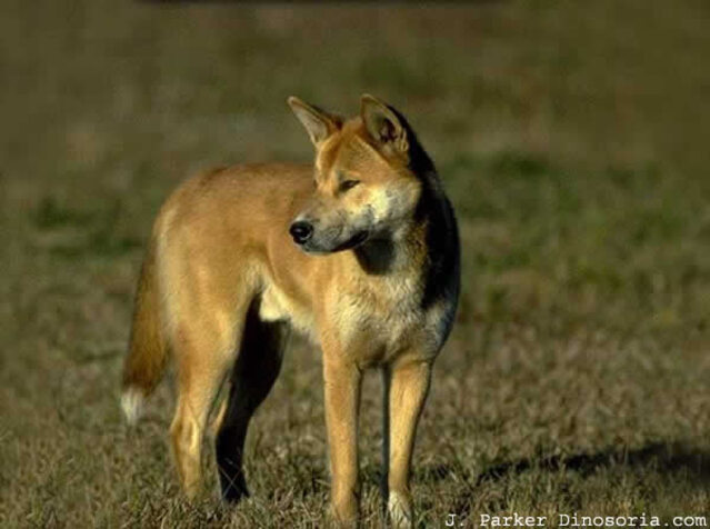 Races de chiens:  Bouvier australien