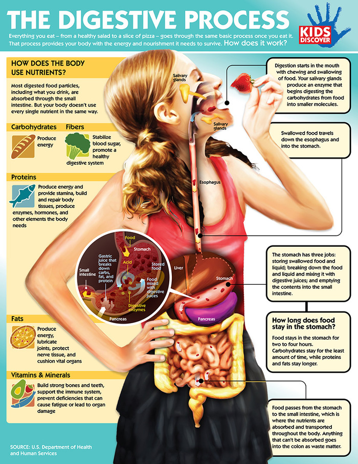 CM1SC - The Digestive System (1): introduction