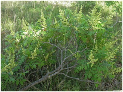 Sumac des corroyeurs