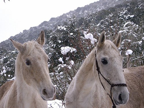 neige mars