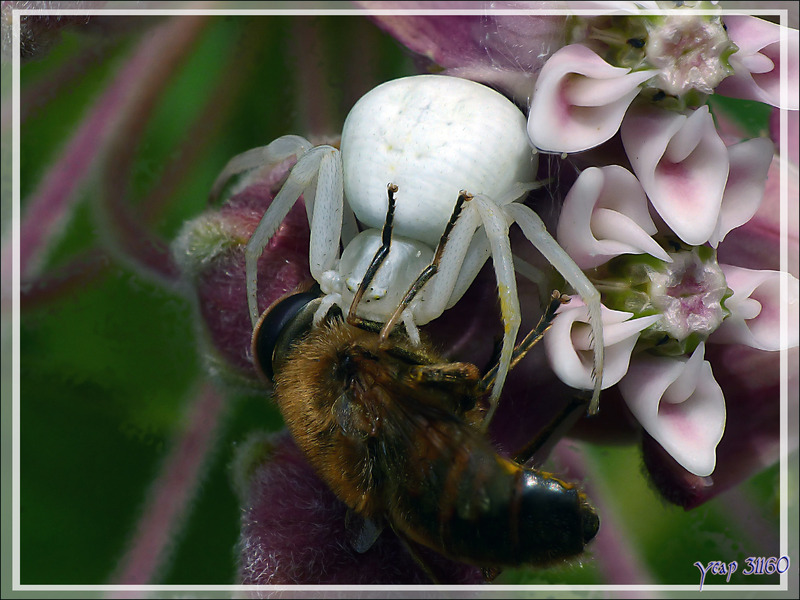 Araignée crabe Thomise variable (Misumena vatia) sur fleur de Plante aux perruches (Asclepia cornuti) - Lartigau - Milhas - 31