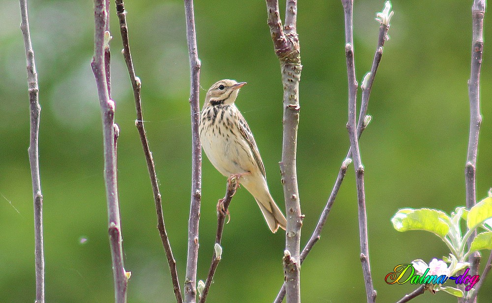 pipit farlouse