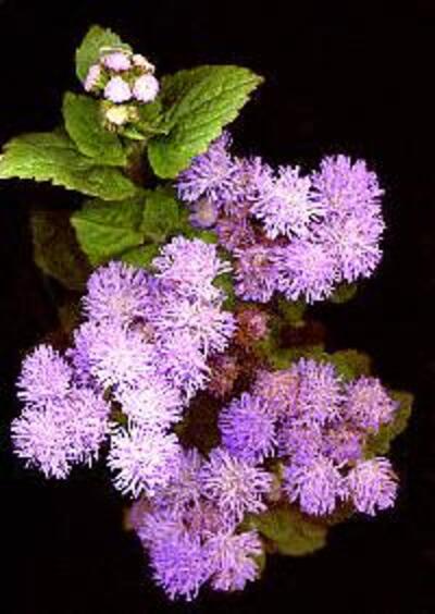 Ageratum