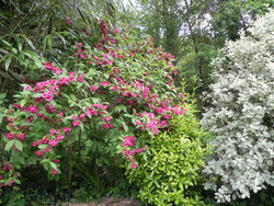 Mon jardin dans l'ensemble 