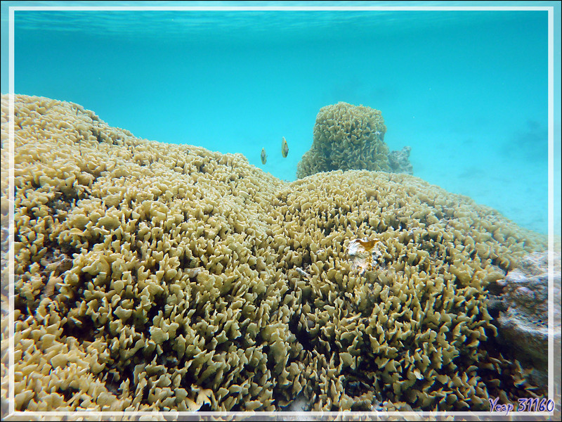 Poisson-papillon côtelé du Pacifique, Pacific lineated butterflyfish (Chaetodon lunulatus) et corail Pavona cactus (?) - Lagon bleu - Atoll de Fakarava - Tuamotu - Polynésie française