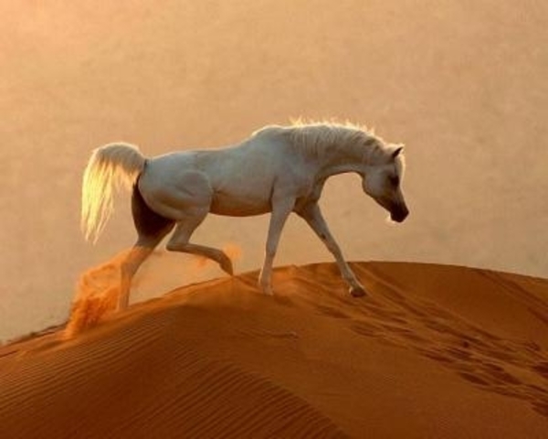 Le cheval arabe (Lamartine)