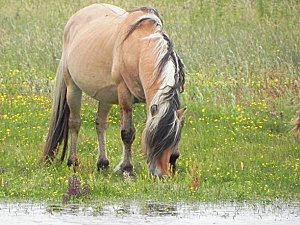 Albert-Nikon_cheval.jpg