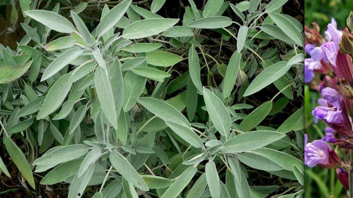 Les délicieuses herbes aromatiques et leurs vertus