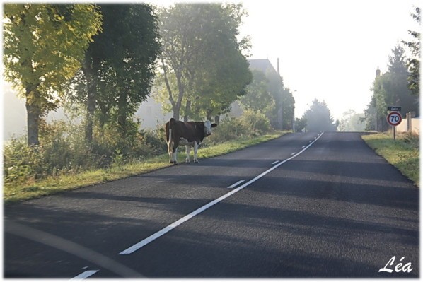 Animaux-4257-vache.jpg