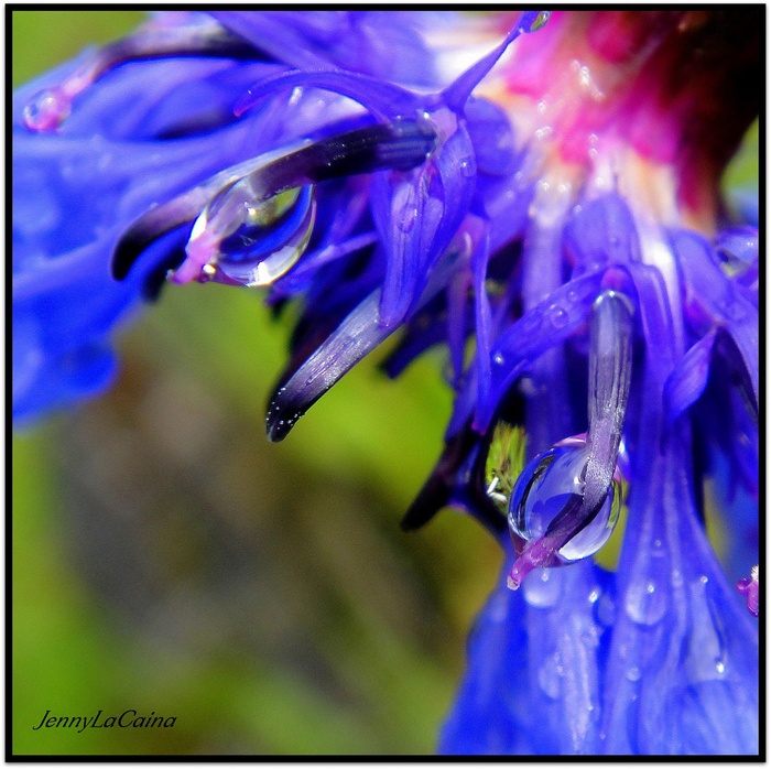 Après la pluie 