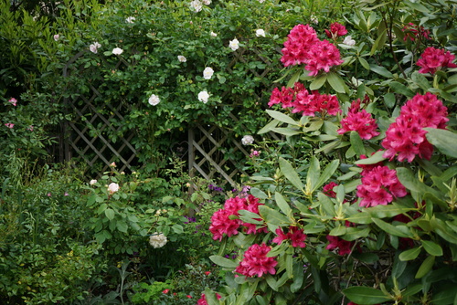 Mon grand rhododendron