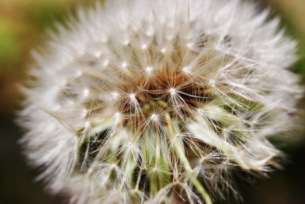 Pissenlit Taraxacum